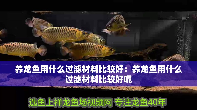 養龍魚用什么過濾材料比較好：養龍魚用什么過濾材料比較好呢
