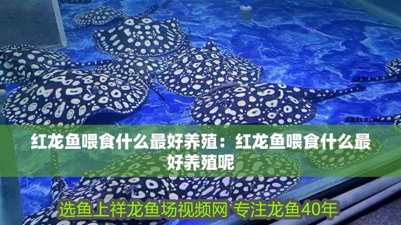 紅龍魚喂食什么最好養殖：紅龍魚喂食什么最好養殖呢 紅龍魚喂食什么最好養殖：紅龍魚喂食什么最好養殖呢 水族問答