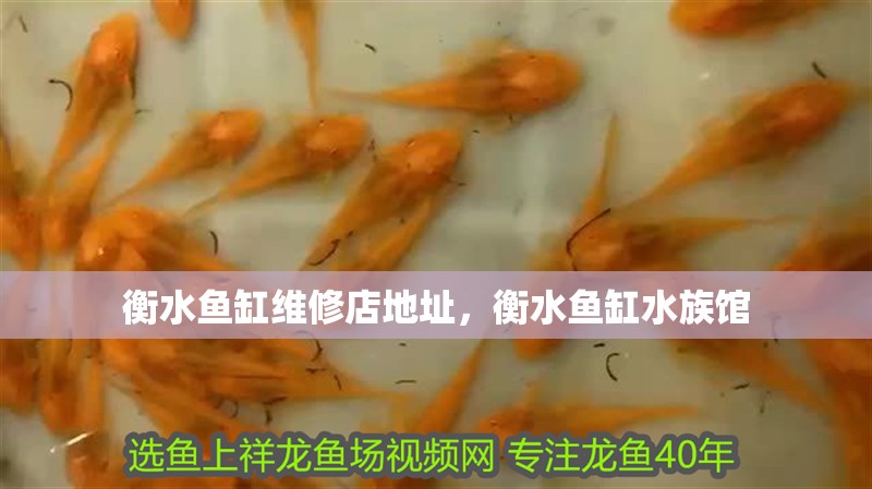 衡水魚缸維修店地址，衡水魚缸水族館