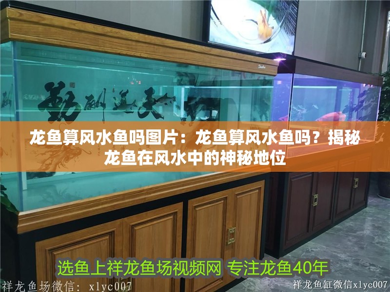 龍魚算風水魚嗎圖片：龍魚算風水魚嗎？揭秘龍魚在風水中的神秘地位