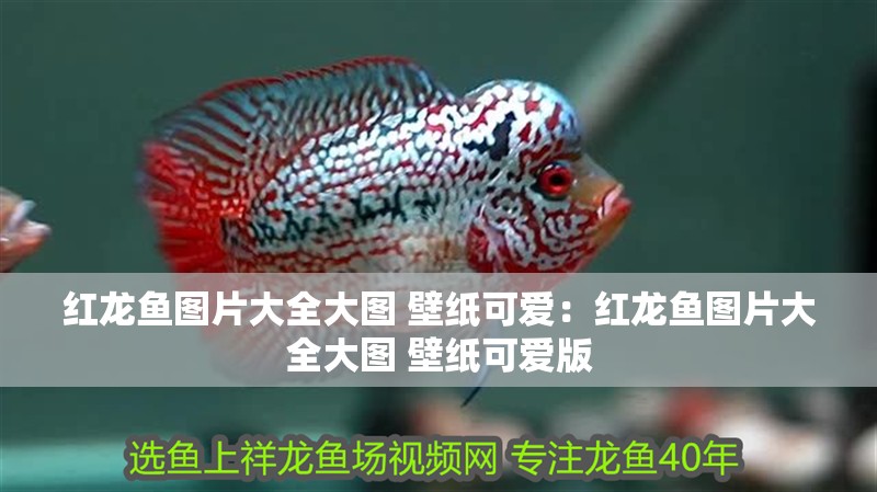 紅龍魚(yú)圖片大全大圖 壁紙可愛(ài)：紅龍魚(yú)圖片大全大圖 壁紙可愛(ài)版