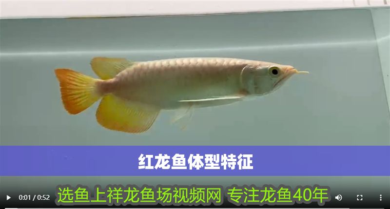 紅龍魚體型特征