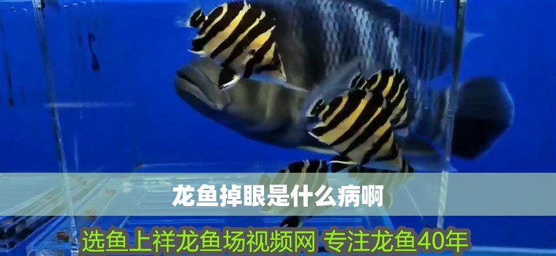 龍魚掉眼是什么病啊