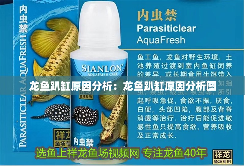 龍魚趴缸原因分析：龍魚趴缸原因分析圖
