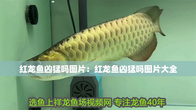 紅龍魚兇猛嗎圖片：紅龍魚兇猛嗎圖片大全