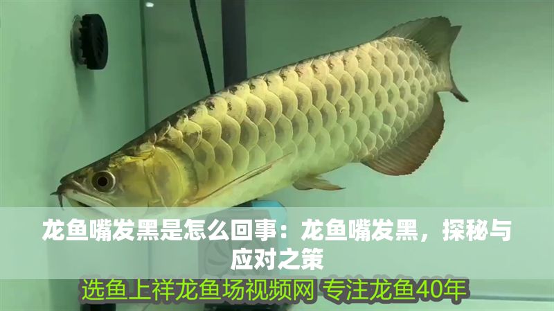 龍魚嘴發(fā)黑是怎么回事：龍魚嘴發(fā)黑，探秘與應(yīng)對(duì)之策