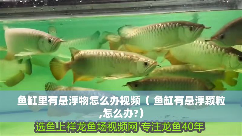 魚缸里有懸浮物怎么辦視頻（ 魚缸有懸浮顆粒,怎么辦?）