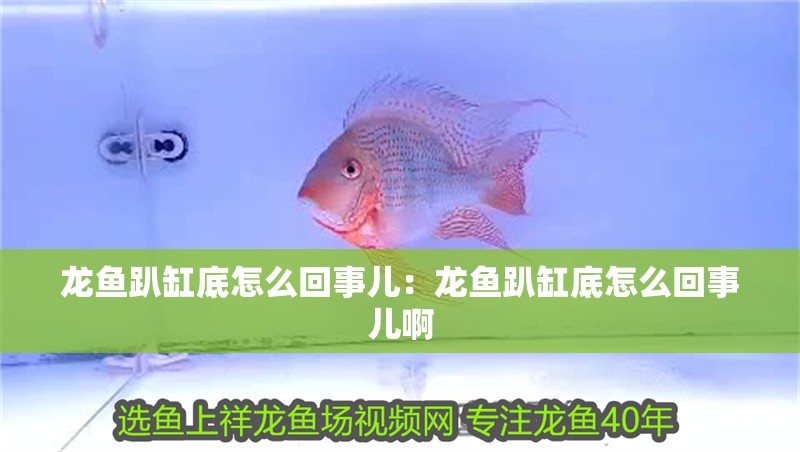 龍魚(yú)趴缸底怎么回事兒：龍魚(yú)趴缸底怎么回事兒啊