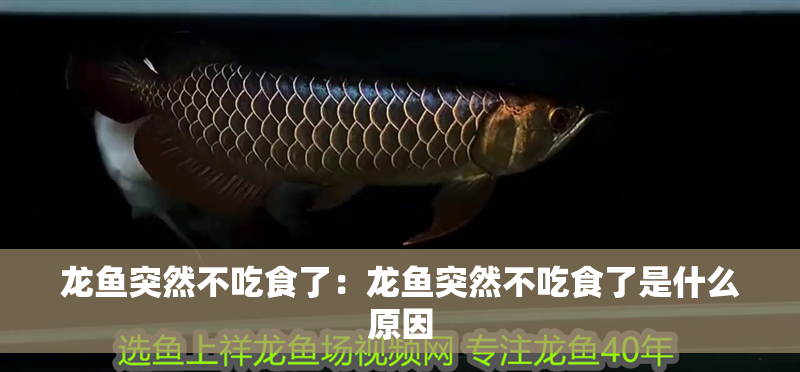 龍魚突然不吃食了：龍魚突然不吃食了是什么原因