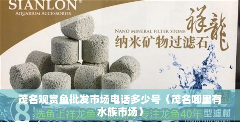 茂名觀賞魚批發(fā)市場(chǎng)電話多少號(hào)（茂名哪里有水族市場(chǎng)） 茂名觀賞魚批發(fā)市場(chǎng)電話多少號(hào)（茂名哪里有水族市場(chǎng)） 龍魚百科 第1張