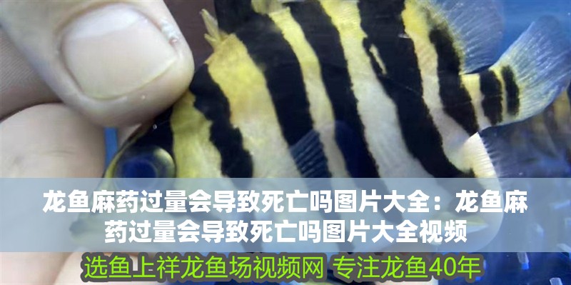 龍魚麻藥過量會導致死亡嗎圖片大全：龍魚麻藥過量會導致死亡嗎圖片大全視頻