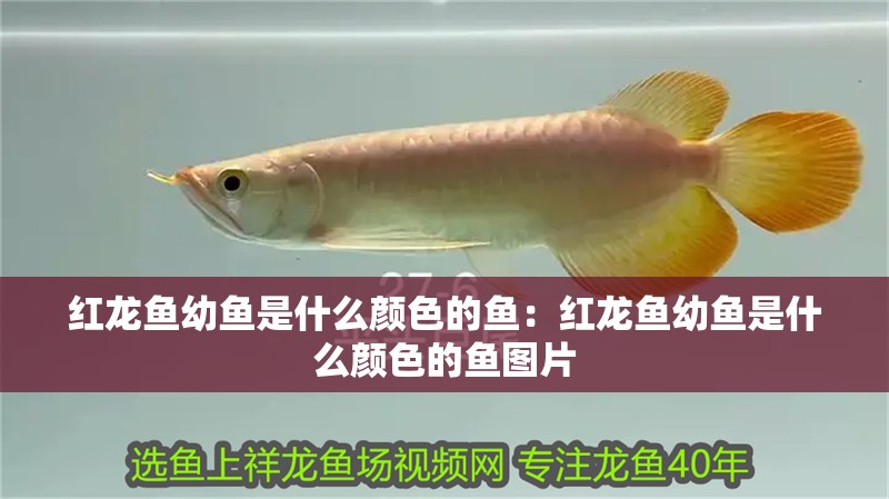 紅龍魚(yú)幼魚(yú)是什么顏色的魚(yú)：紅龍魚(yú)幼魚(yú)是什么顏色的魚(yú)圖片