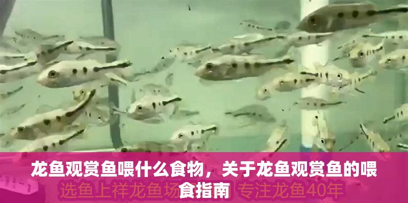 龍魚觀賞魚喂什么食物，關于龍魚觀賞魚的喂食指南 龍魚觀賞魚喂什么食物，關于龍魚觀賞魚的喂食指南 魚缸百科 第2張