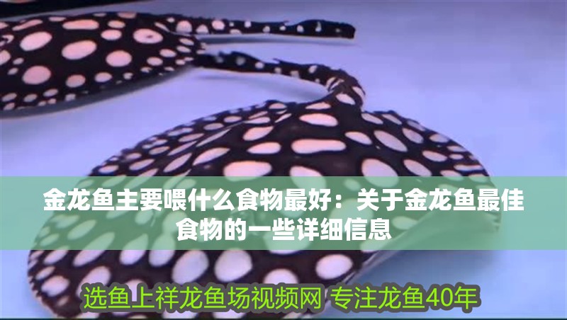 金龍魚主要喂什么食物最好：關(guān)于金龍魚最佳食物的一些詳細信息