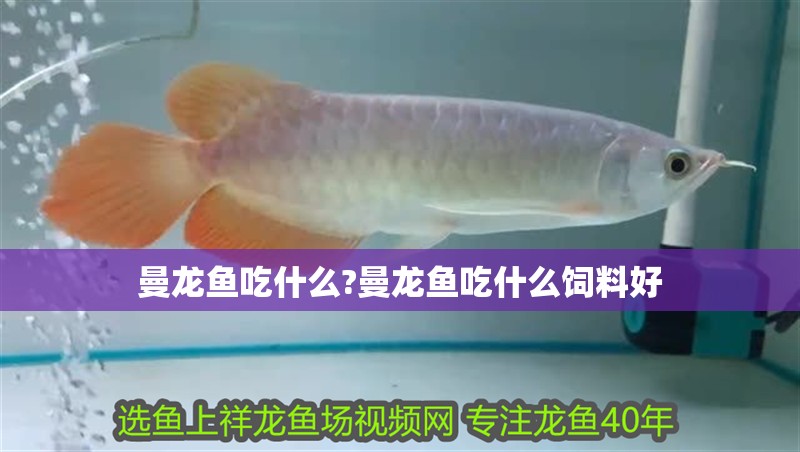 曼龍魚吃什么?曼龍魚吃什么飼料好