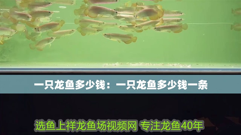 一只龍魚多少錢：一只龍魚多少錢一條