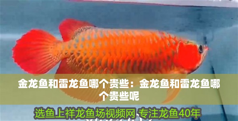 金龍魚和雷龍魚哪個貴些：金龍魚和雷龍魚哪個貴些呢