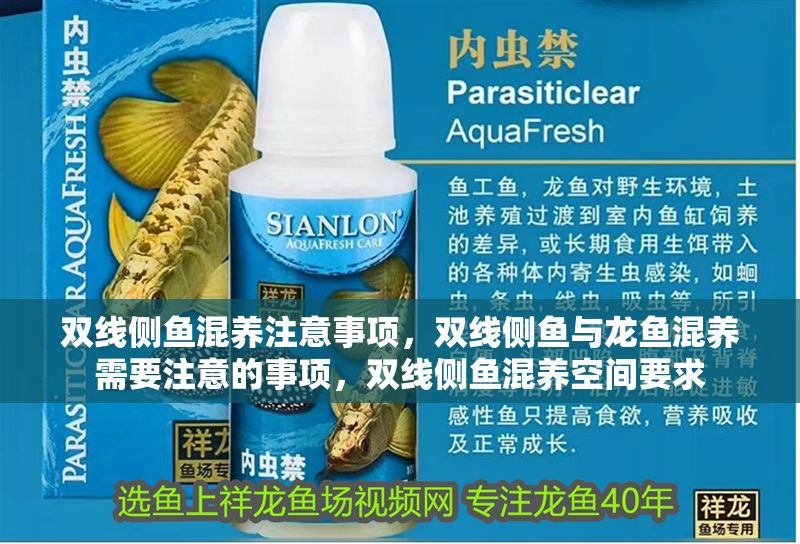 雙線側(cè)魚混養(yǎng)注意事項，雙線側(cè)魚與龍魚混養(yǎng)需要注意的事項，雙線側(cè)魚混養(yǎng)空間要求