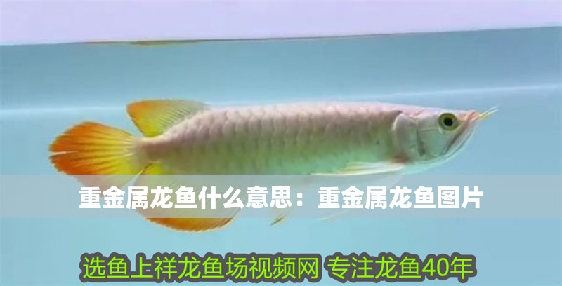 重金屬龍魚什么意思：重金屬龍魚圖片