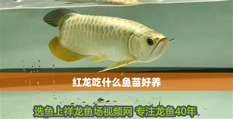 紅龍吃什么魚苗好養(yǎng)