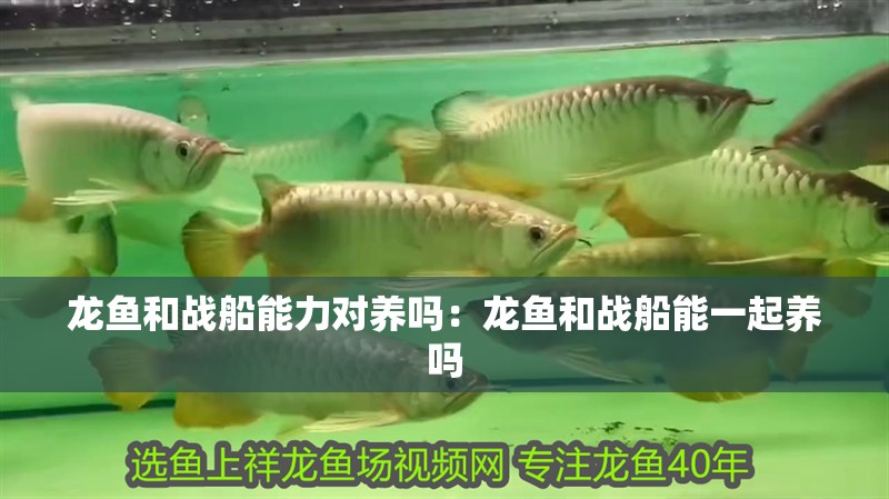 龍魚和戰船能力對養嗎：龍魚和戰船能一起養嗎