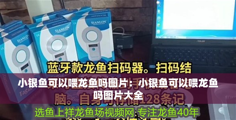 小銀魚可以喂龍魚嗎圖片：小銀魚可以喂龍魚嗎圖片大全