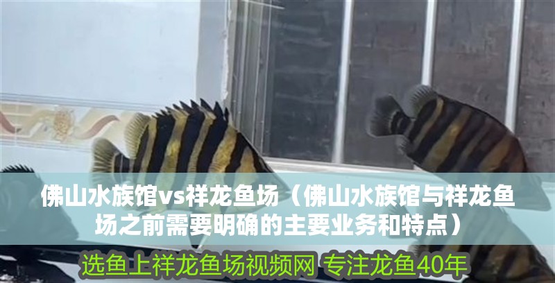 佛山水族館vs祥龍魚場（佛山水族館與祥龍魚場之前需要明確的主要業務和特點）