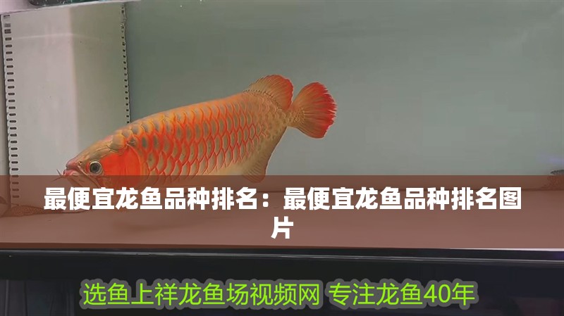 最便宜龍魚品種排名：最便宜龍魚品種排名圖片