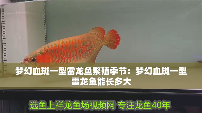 夢幻血斑一型雷龍魚繁殖季節：夢幻血斑一型雷龍魚能長多大