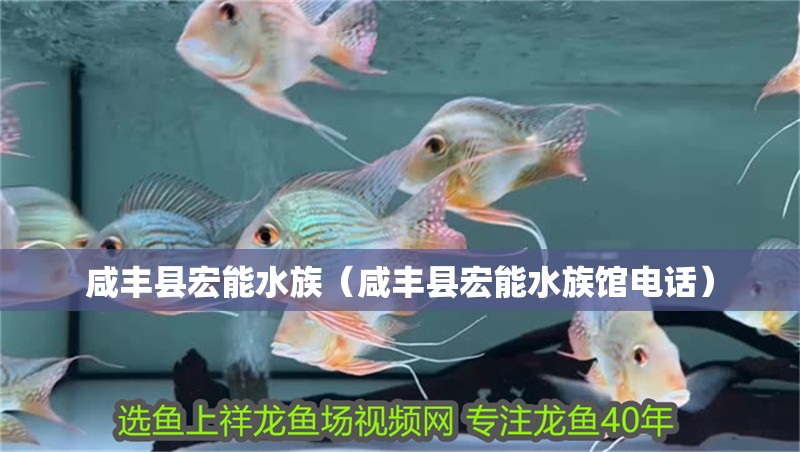 咸豐縣宏能水族（咸豐縣宏能水族館電話(huà)） 咸豐縣宏能水族（咸豐縣宏能水族館電話(huà)） 全國(guó)水族館企業(yè)名錄 第1張