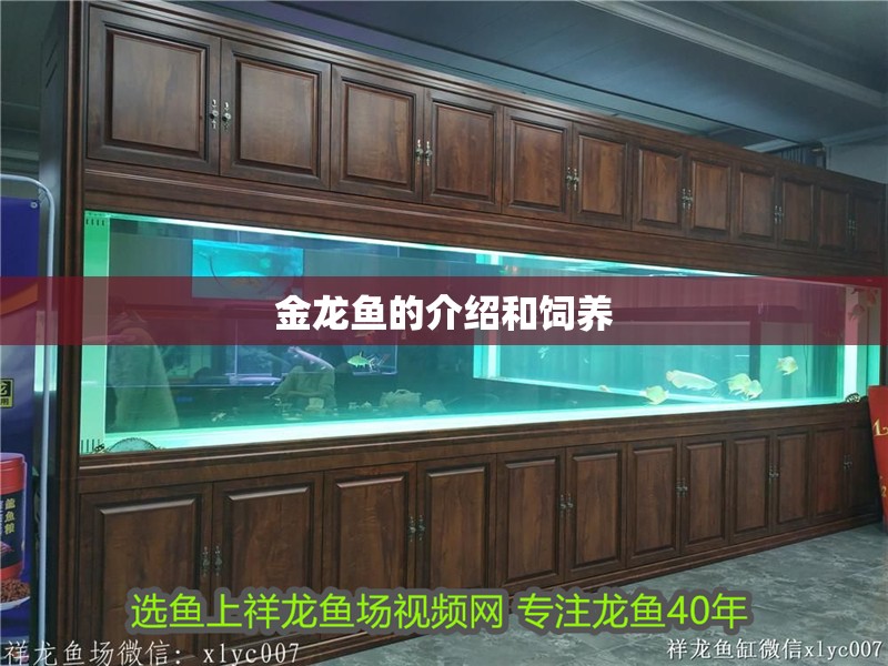金龍魚的介紹和飼養