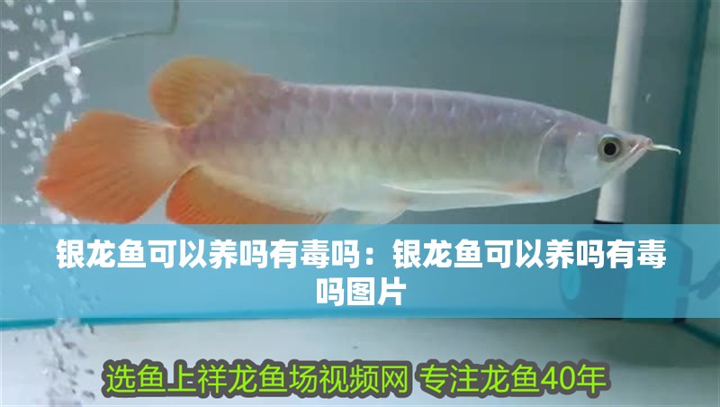 銀龍魚(yú)可以養(yǎng)嗎有毒嗎：銀龍魚(yú)可以養(yǎng)嗎有毒嗎圖片