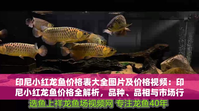 印尼小紅龍魚價格表大全圖片及價格視頻：印尼小紅龍魚價格全解析，品種、品相與市場行情