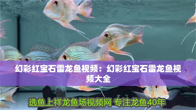 幻彩紅寶石雷龍魚視頻：幻彩紅寶石雷龍魚視頻大全