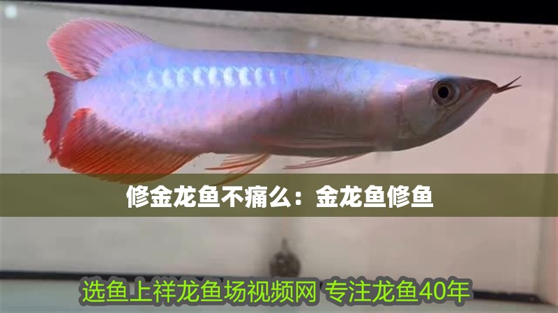 修金龍魚不痛么：金龍魚修魚