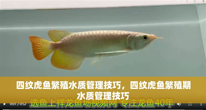 四紋虎魚繁殖水質管理技巧，四紋虎魚繁殖期水質管理技巧