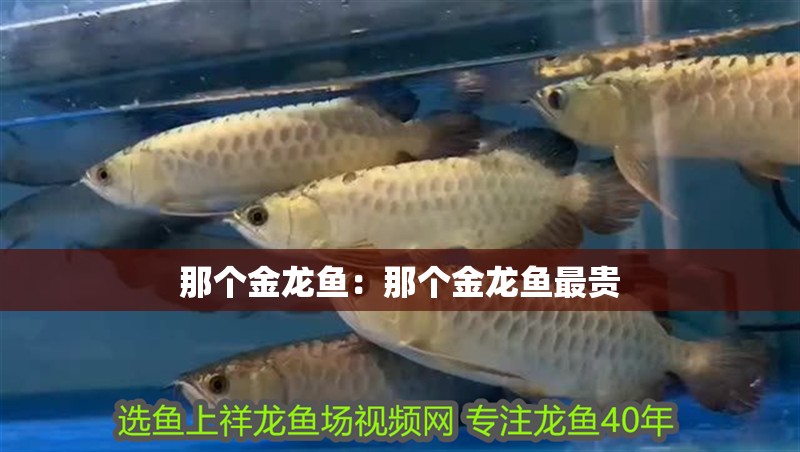 那個金龍魚：那個金龍魚最貴