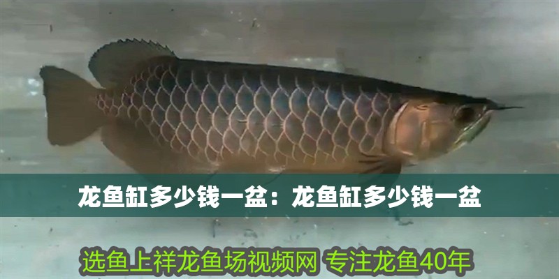 龍魚缸多少錢一盆：龍魚缸多少錢一盆 龍魚缸多少錢一盆：龍魚缸多少錢一盆 水族問答