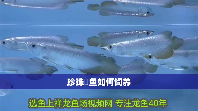 珍珠魟魚(yú)如何飼養(yǎng)
