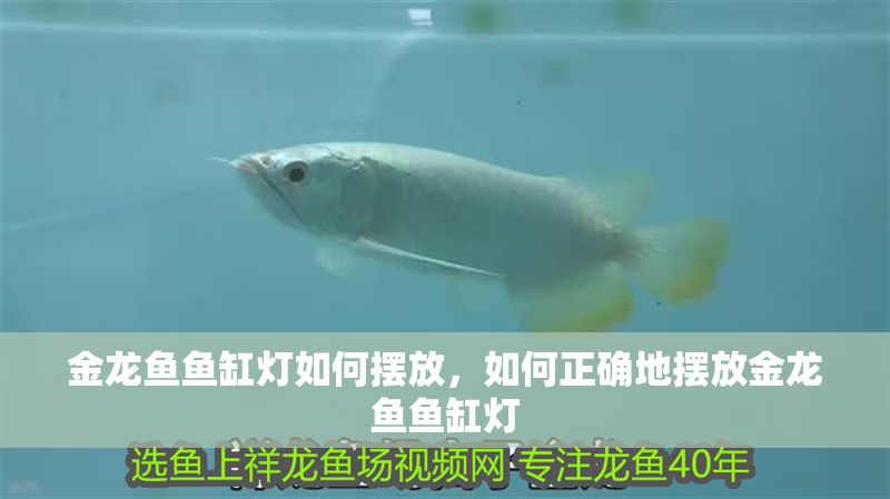 金龍魚魚缸燈如何擺放，如何正確地?cái)[放金龍魚魚缸燈