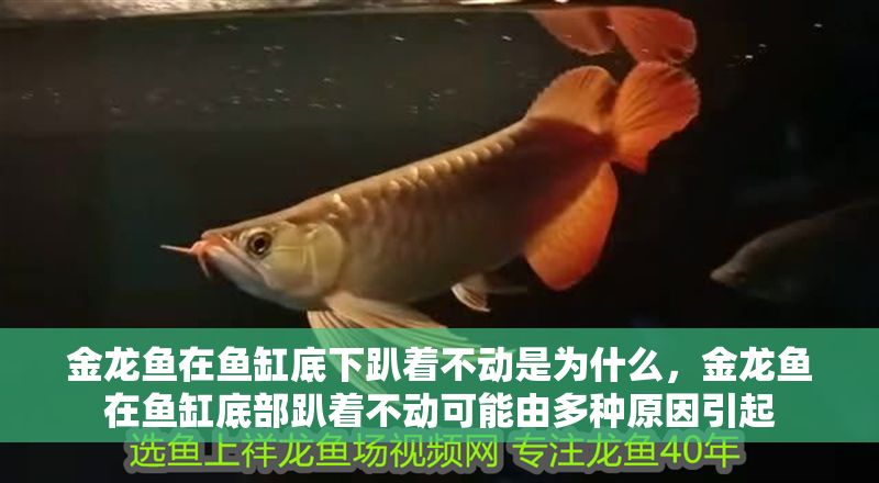 金龍魚在魚缸底下趴著不動是為什么，金龍魚在魚缸底部趴著不動可能由多種原因引起