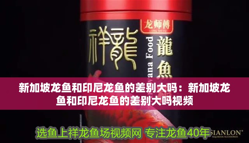 新加坡龍魚和印尼龍魚的差別大嗎：新加坡龍魚和印尼龍魚的差別大嗎視頻