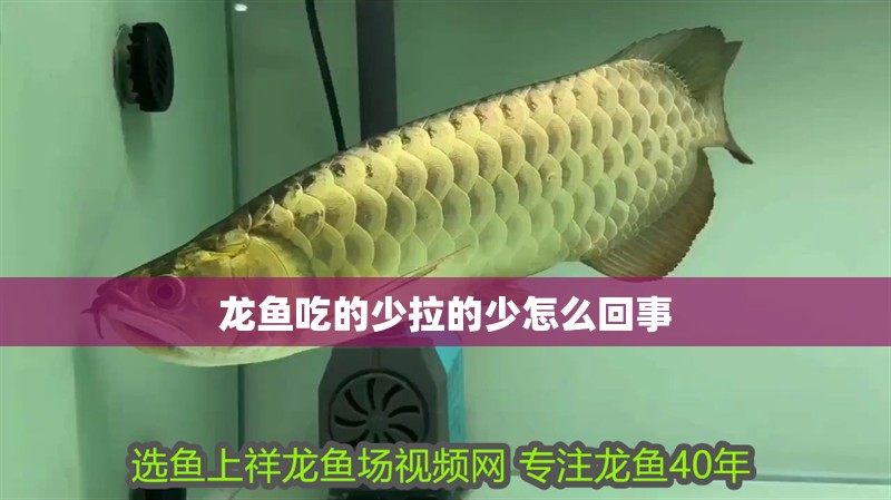 龍魚吃的少拉的少怎么回事