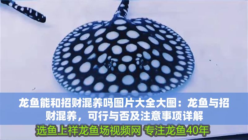 龍魚能和招財混養嗎圖片大全大圖：龍魚與招財混養，可行與否及注意事項詳解