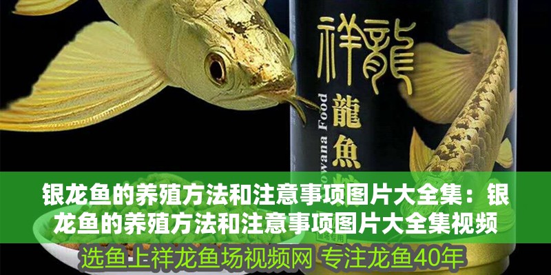 銀龍魚的養(yǎng)殖方法和注意事項圖片大全集：銀龍魚的養(yǎng)殖方法和注意事項圖片大全集視頻