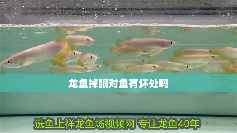 龍魚掉眼對魚有壞處嗎