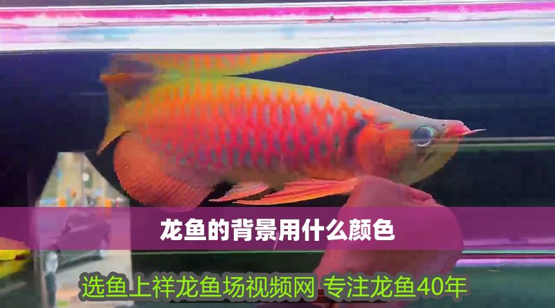 龍魚的背景用什么顏色