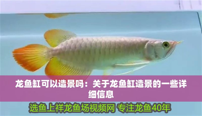 龍魚缸可以造景嗎：關于龍魚缸造景的一些詳細信息