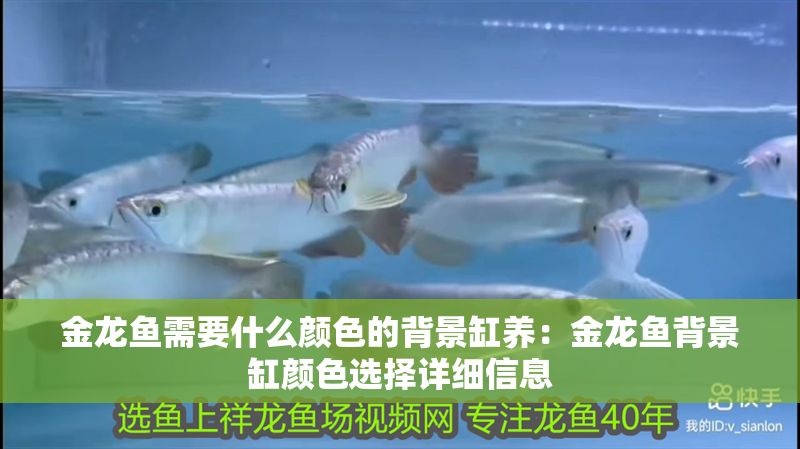 金龍魚需要什么顏色的背景缸養(yǎng)：金龍魚背景缸顏色選擇詳細信息