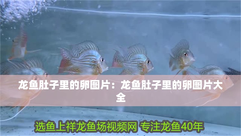 龍魚肚子里的卵圖片：龍魚肚子里的卵圖片大全